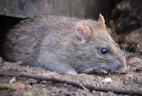 Rat als mogelijke oorzaak van geritsel in het plafond