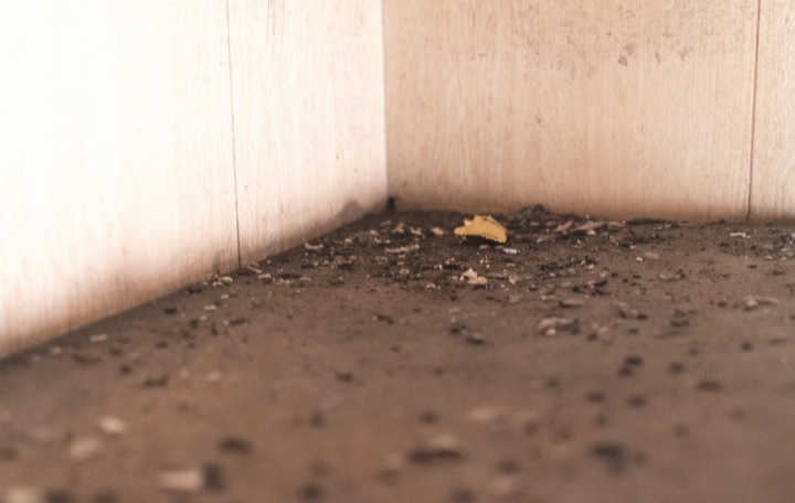 Rattenkeutels en sporen als teken van actieve rattenbesmetting in huis